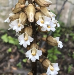 Gastrodia procera (Tall Potato Orchid) at Garran, ACT - 2 Dec 2022 by Tapirlord