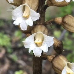 Gastrodia procera at Garran, ACT - suppressed