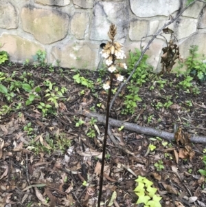 Gastrodia procera at Garran, ACT - suppressed