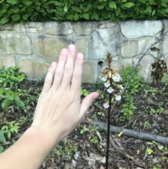 Gastrodia procera at Garran, ACT - suppressed