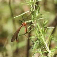 Harpobittacus australis (Hangingfly) at Bungonia, NSW - 8 Nov 2022 by GlossyGal