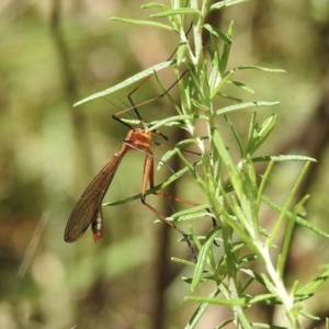 Harpobittacus australis at Bungonia, NSW - 8 Nov 2022