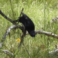 Ptilonorhynchus violaceus (Satin Bowerbird) at Bungonia National Park - 8 Nov 2022 by GlossyGal