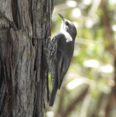 Cormobates leucophaea (White-throated Treecreeper) at Bungonia, NSW - 8 Nov 2022 by GlossyGal