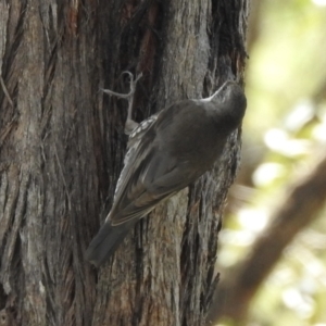 Cormobates leucophaea at Bungonia, NSW - 8 Nov 2022