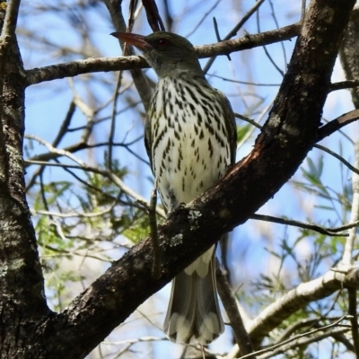 Oriolus sagittatus (Olive-backed Oriole) at Bungonia National Park - 8 Nov 2022 by GlossyGal