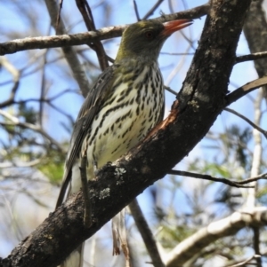 Oriolus sagittatus at Bungonia, NSW - 8 Nov 2022