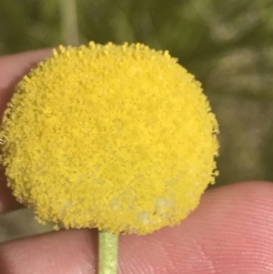 Craspedia aurantia var. jamesii at Tennent, ACT - 4 Dec 2022