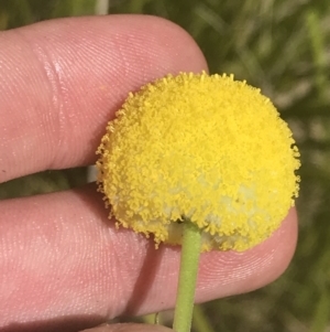 Craspedia aurantia var. jamesii at Tennent, ACT - 4 Dec 2022