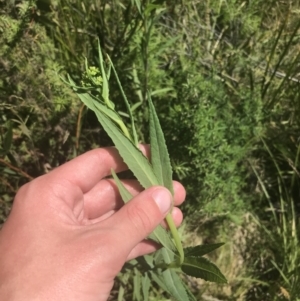 Craspedia aurantia var. jamesii at Tennent, ACT - 4 Dec 2022