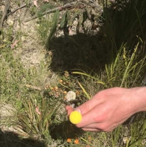 Craspedia aurantia var. jamesii at Tennent, ACT - 4 Dec 2022