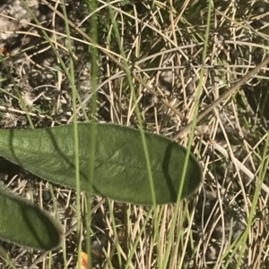 Craspedia aurantia var. jamesii at Tennent, ACT - 4 Dec 2022