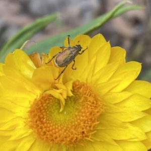 Diphucephala sp. (genus) at High Range, NSW - 9 Nov 2022