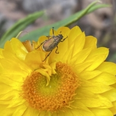 Diphucephala sp. (genus) (Green Scarab Beetle) at High Range - 9 Nov 2022 by GlossyGal