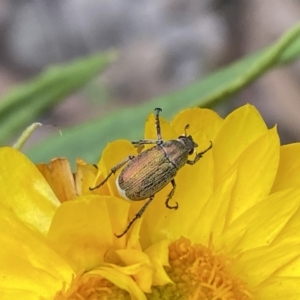 Diphucephala sp. (genus) at High Range, NSW - 9 Nov 2022