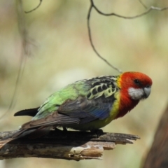 Platycercus eximius (Eastern Rosella) at Bundanoon - 22 Nov 2022 by GlossyGal