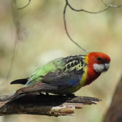 Platycercus eximius (Eastern Rosella) at Bundanoon - 23 Nov 2022 by GlossyGal
