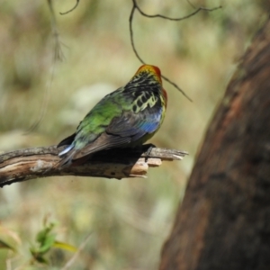 Platycercus eximius at Bundanoon, NSW - 23 Nov 2022