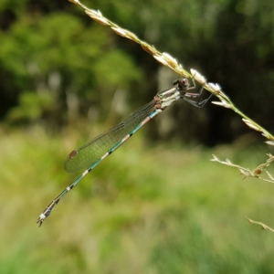 Austrolestes leda at Kambah, ACT - 23 Dec 2022