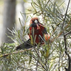 Platycercus elegans (Crimson Rosella) at Wingecarribee Local Government Area - 22 Nov 2022 by GlossyGal