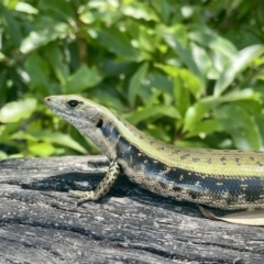 Eulamprus quoyii (Eastern Water Skink) at Vincentia, NSW - 23 Dec 2022 by CathyKatie