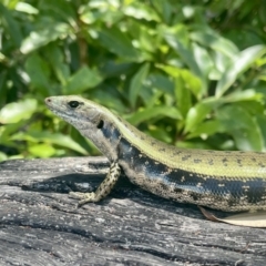 Eulamprus quoyii (Eastern Water Skink) at Vincentia, NSW - 23 Dec 2022 by Cathy_Katie