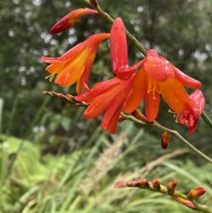 Crocosmia x crocosmiiflora at Vincentia, NSW - 22 Dec 2022 05:40 PM