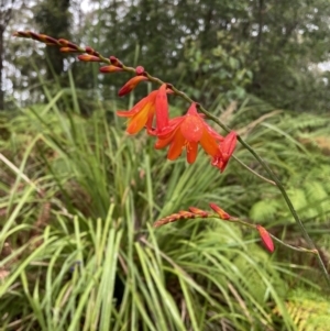 Crocosmia x crocosmiiflora at Vincentia, NSW - 22 Dec 2022 05:40 PM