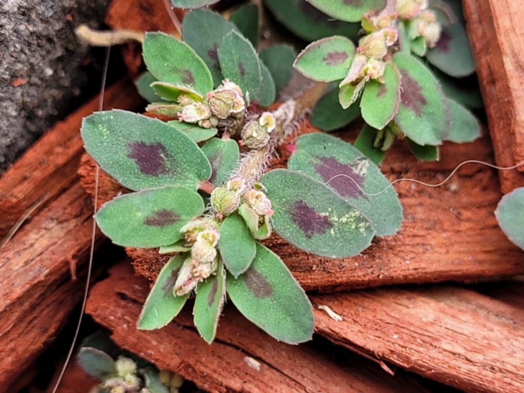 Euphorbia maculata at Heatherbrae, NSW - 23 Dec 2022