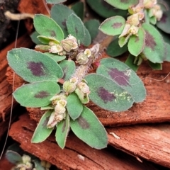 Euphorbia maculata (Eyebane) at Heatherbrae, NSW - 22 Dec 2022 by trevorpreston