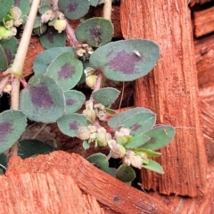 Euphorbia maculata at Heatherbrae, NSW - 23 Dec 2022