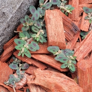 Euphorbia maculata at Heatherbrae, NSW - 23 Dec 2022