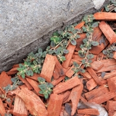 Euphorbia maculata at Heatherbrae, NSW - 23 Dec 2022 10:58 AM
