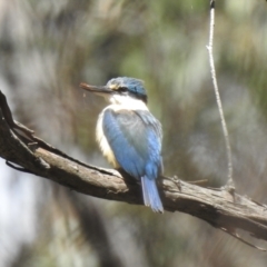 Todiramphus sanctus (Sacred Kingfisher) at Leaver Park - 23 Nov 2022 by GlossyGal