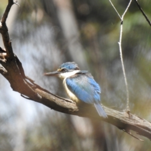 Todiramphus sanctus at Bundanoon, NSW - 23 Nov 2022 09:49 AM