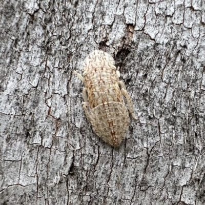 Ledromorpha planirostris (A leafhopper) at Ainslie, ACT - 21 Dec 2022 by Pirom