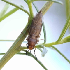 Inopus rubriceps (Sugarcane Soldier Fly) at O'Connor, ACT - 18 Dec 2022 by ConBoekel