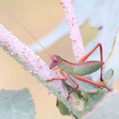 Caedicia simplex (Common Garden Katydid) at Dryandra St Woodland - 18 Dec 2022 by ConBoekel