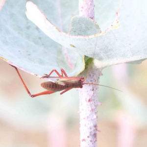 Caedicia simplex at O'Connor, ACT - 18 Dec 2022