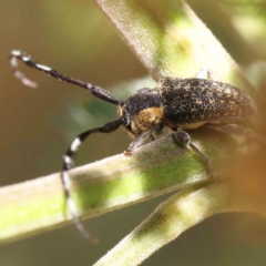 Ancita marginicollis (A longhorn beetle) at Dryandra St Woodland - 18 Dec 2022 by ConBoekel