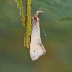 Thema psammoxantha (A concealer moth) at Dryandra St Woodland - 18 Dec 2022 by ConBoekel