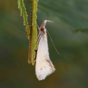 Thema psammoxantha at O'Connor, ACT - 18 Dec 2022 03:55 PM