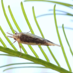 Unidentified Curved-horn moth (all Gelechioidea except Oecophoridae) at O'Connor, ACT - 18 Dec 2022 by ConBoekel