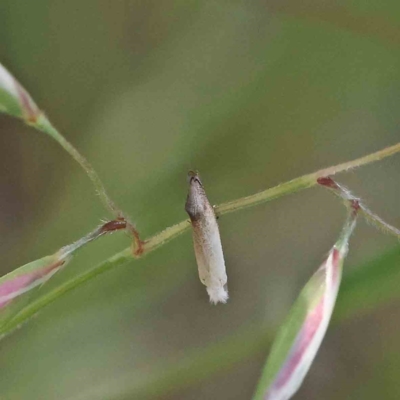Unidentified Leafhopper or planthopper (Hemiptera, several families) at O'Connor, ACT - 18 Dec 2022 by ConBoekel