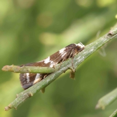 Isomoralla eriscota (A concealer moth) at Dryandra St Woodland - 18 Dec 2022 by ConBoekel