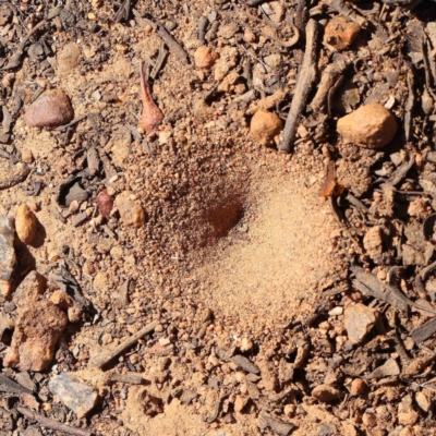 Myrmeleontidae (family) (Unidentified Antlion Lacewing) at Dryandra St Woodland - 18 Dec 2022 by ConBoekel