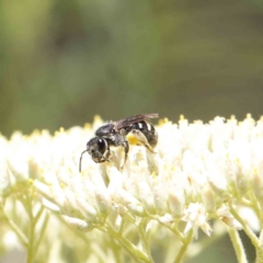 Lasioglossum (Chilalictus) sp. (genus & subgenus) (Halictid bee) at O'Connor, ACT - 18 Dec 2022 by ConBoekel