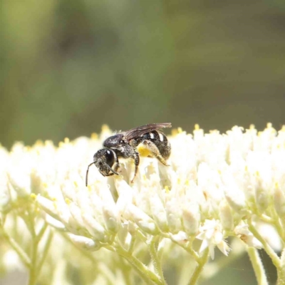 Lasioglossum (Chilalictus) sp. (genus & subgenus) (Halictid bee) at Dryandra St Woodland - 18 Dec 2022 by ConBoekel