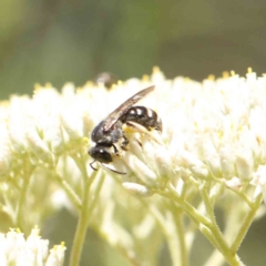 Lasioglossum (Chilalictus) sp. (genus & subgenus) at O'Connor, ACT - 18 Dec 2022 02:49 PM