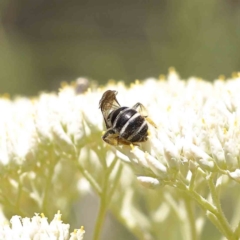 Lasioglossum (Chilalictus) sp. (genus & subgenus) at O'Connor, ACT - 18 Dec 2022 02:49 PM